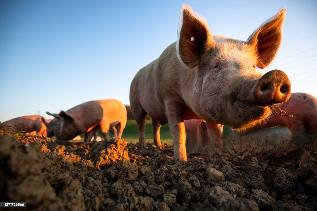 Pigs eating on a meadow in an organic meat farm - wide angle lens shot